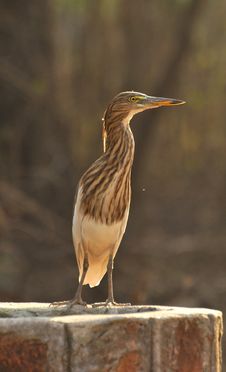 Black Crowned Heron Royalty Free Stock Photography