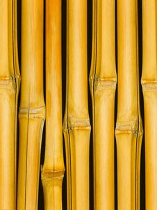 Trunks A Tree A Bamboo Royalty Free Stock Photography