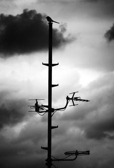 The Bird On The Antenna Stock Photos The Bird On The Antenna Stock Photos