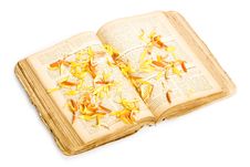 Book With Flower Petals Stock Photography Book With Flower Petals Stock Photography