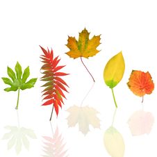 Dancing Leaves Of Autumn Stock Photo Dancing Leaves Of Autumn Stock Photo