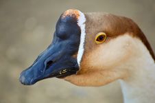 Kind Of Goose Stock Photo
