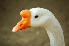 Kind Of Goose Stock Photo