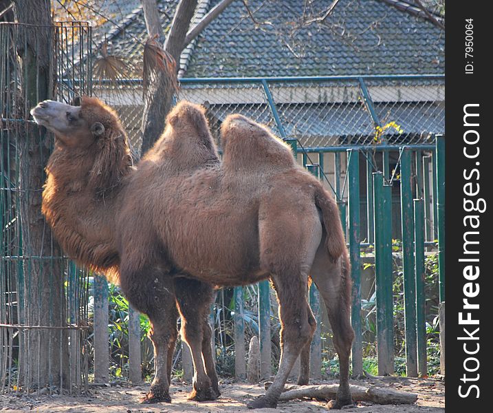 Bactrian camel in shanghai zoo.