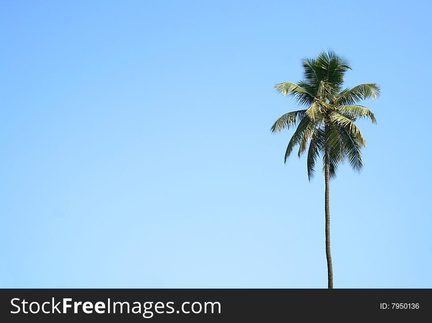 Single palmtree with a clean sky