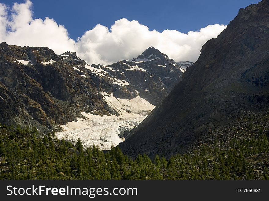 Mountain pine forest and blue sky. Mountain pine forest and blue sky