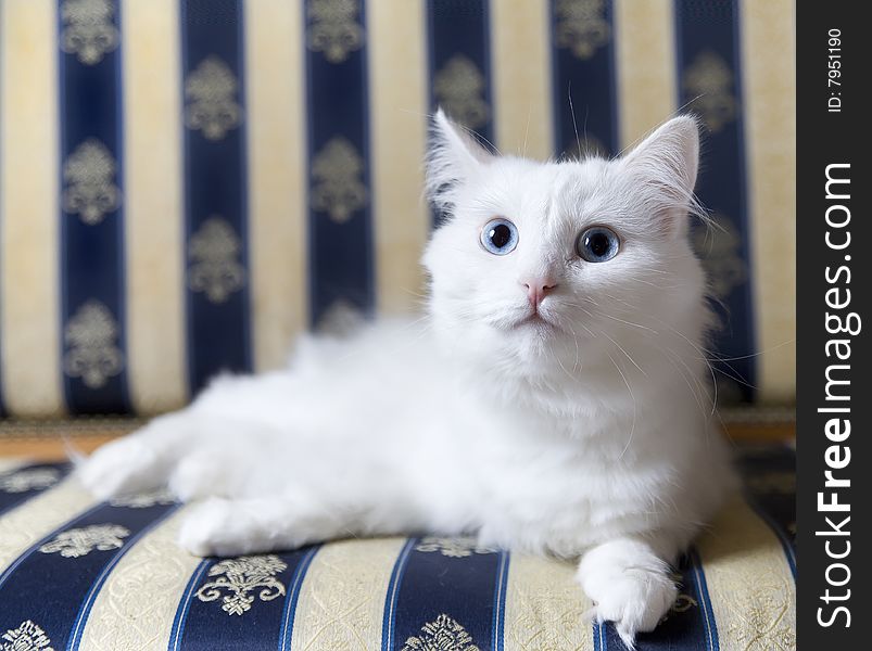 White cat lying on beautiful sofa looking upper left