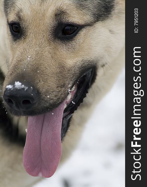 Alsatian dog, head close-up