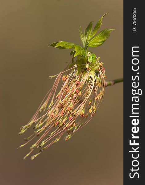 Maple Tree Bud With New Leaf Opening