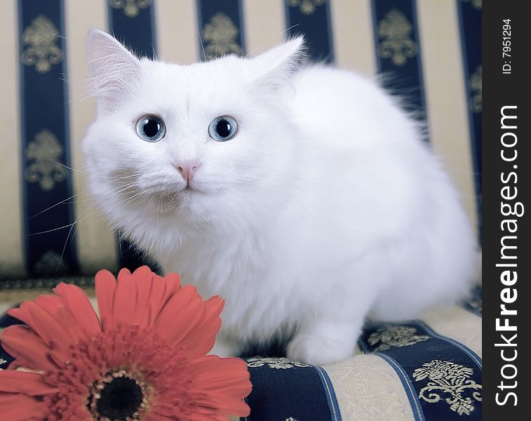 White cat on beautiful sofa with red flower