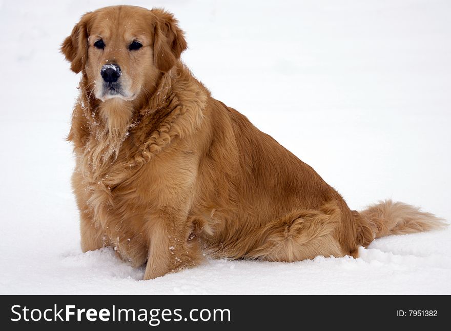 Golden retriever sitting in the snow. Golden retriever sitting in the snow.