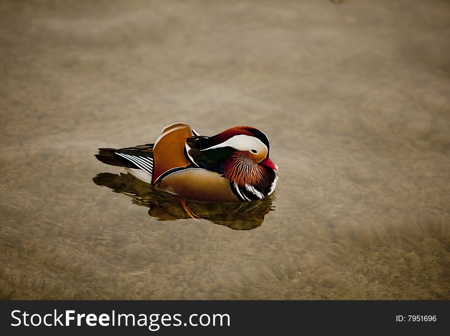 A beautifull colorized Manadrin Duck swwimming in the Lake. This men bird is a special beau. A beautifull colorized Manadrin Duck swwimming in the Lake. This men bird is a special beau.