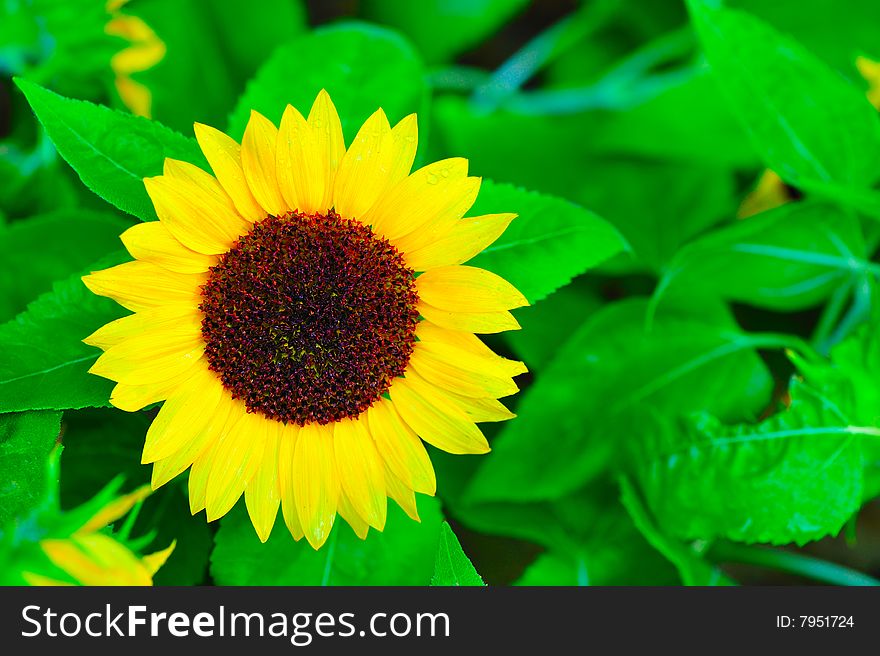 Close up shot of sunflower in green leaves