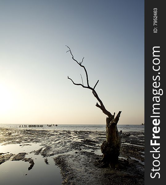 Dead tree on beach with tide out and people walking in the water