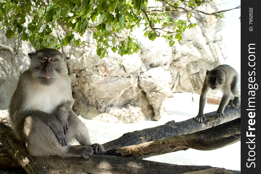 Small monkeys relax on tropical beach. Small monkeys relax on tropical beach