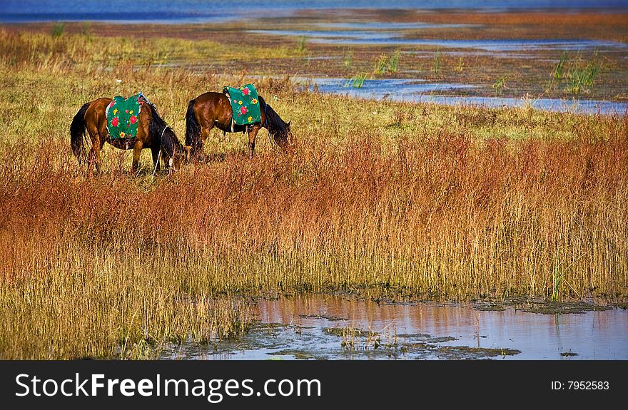 Serene view of an horse next to a lagoon. Serene view of an horse next to a lagoon.