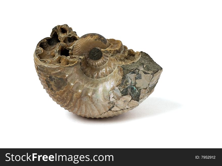 Fossilized ammonite found in the Yakutia area isolated on the white background. Fossilized ammonite found in the Yakutia area isolated on the white background