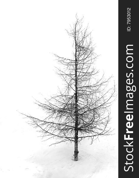 Isolated tree at a white background