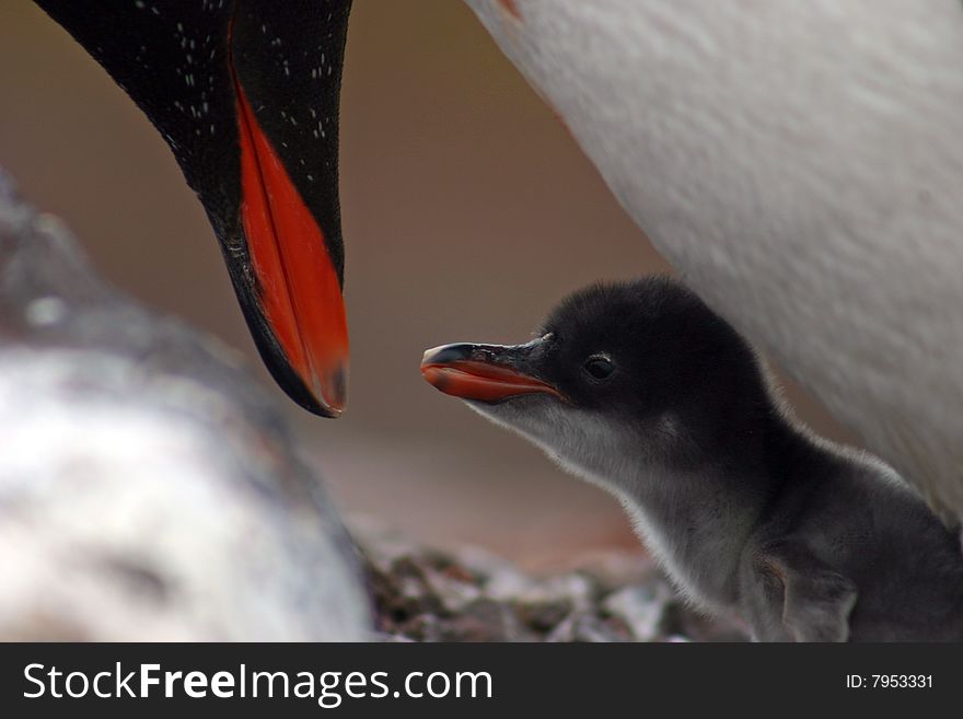 Gentoo penguin feeding the nestling in Antarctica. Gentoo penguin feeding the nestling in Antarctica