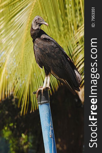 Black vulture, Coragyps atratus, pecking at food and perched on tree trunk in Panama in Macoiba National Park during a bright warm day. Black vulture, Coragyps atratus, pecking at food and perched on tree trunk in Panama in Macoiba National Park during a bright warm day.