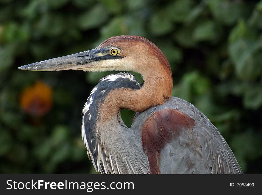 Goliath heron in South Africa