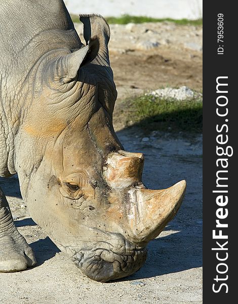 Angry rhinoceros with two big tusks