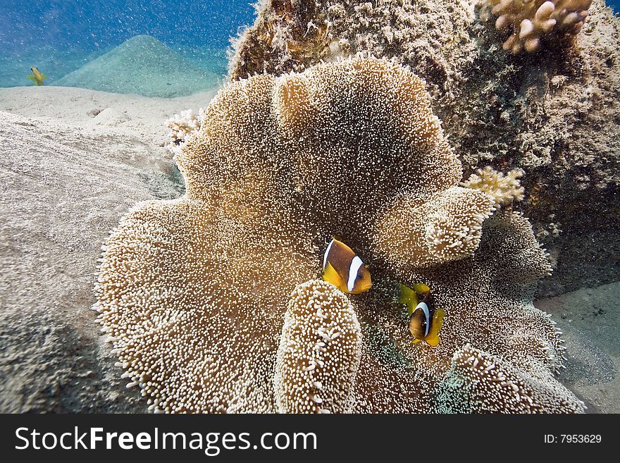 Haddon's anemone (stichodactyla haddoni) and anemonefish