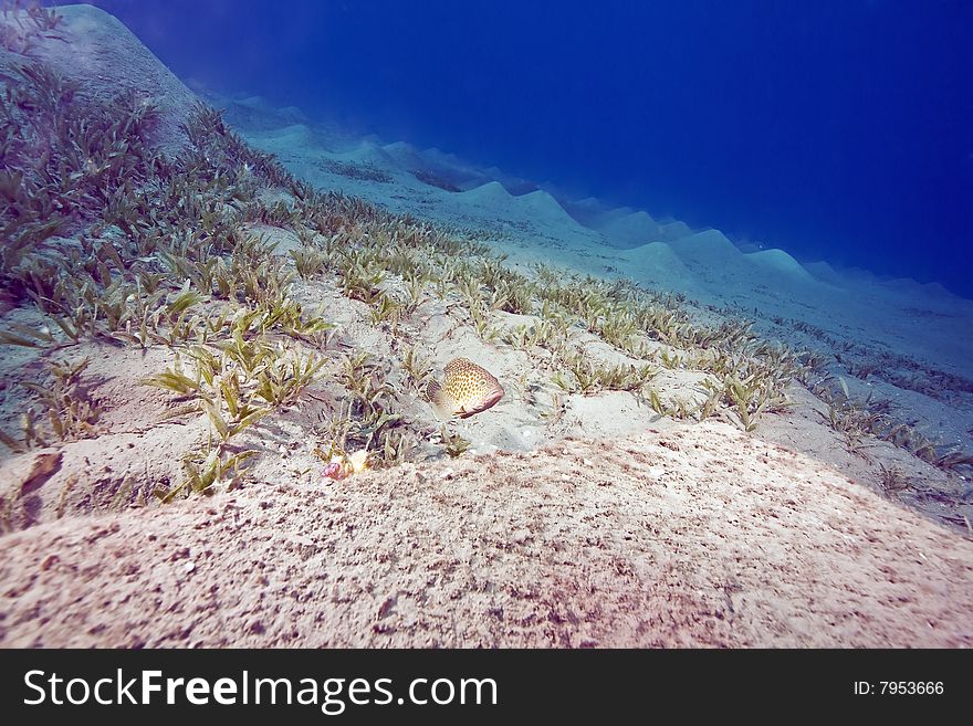 Areolate grouper (epinephelus areolatus)taken in the red sea.