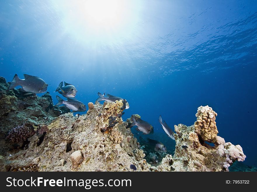 Coral, fish, sun and ocean taken in the red sea.