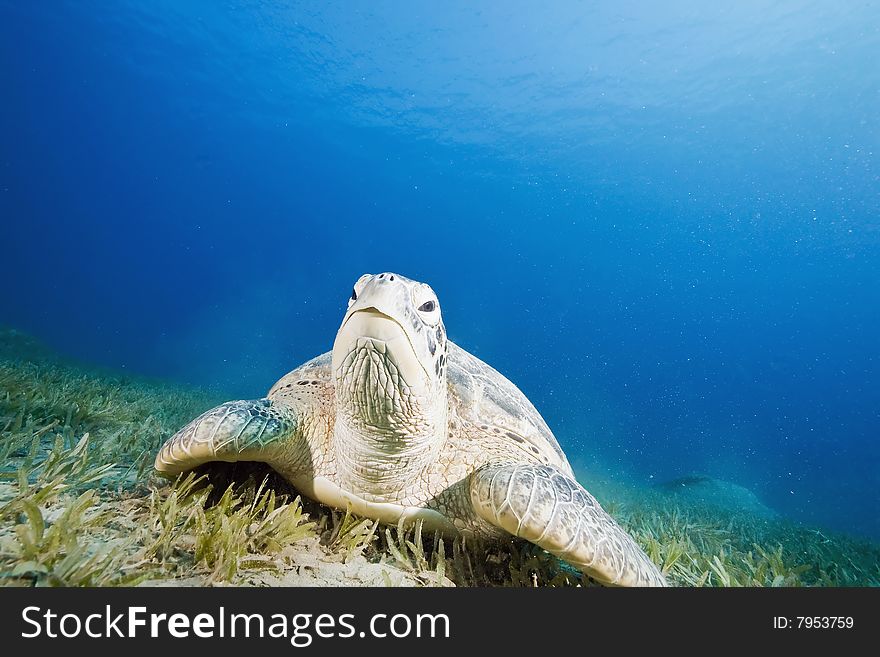 Female green turtle (chelonia mydas)taken in the red sea.