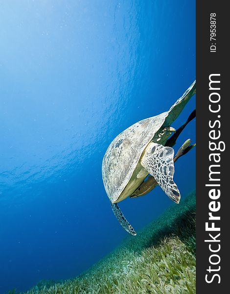 Female green turtle (chelonia mydas)taken in the red sea.