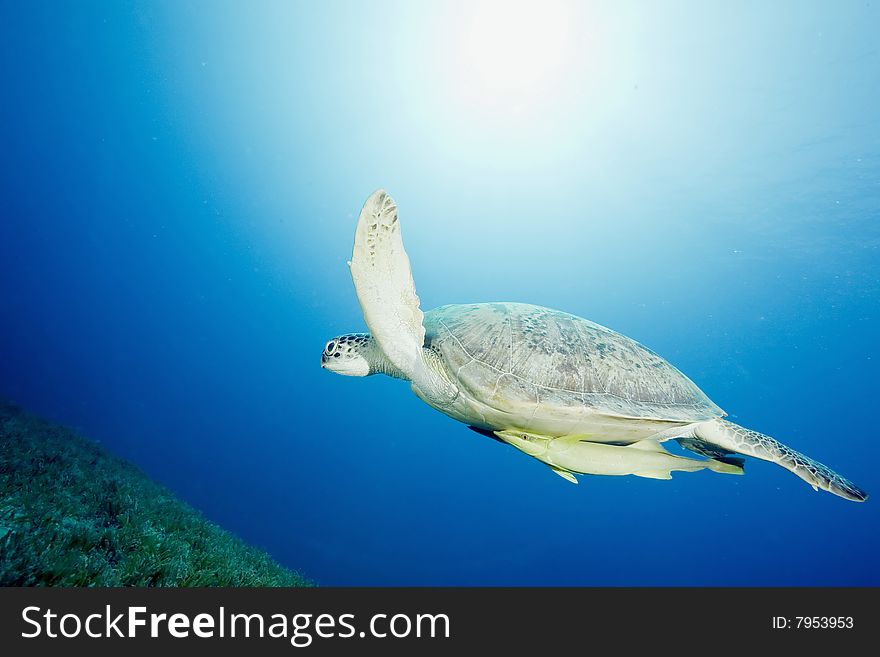 Male green turtle (chelonia mydas)taken in the red sea.