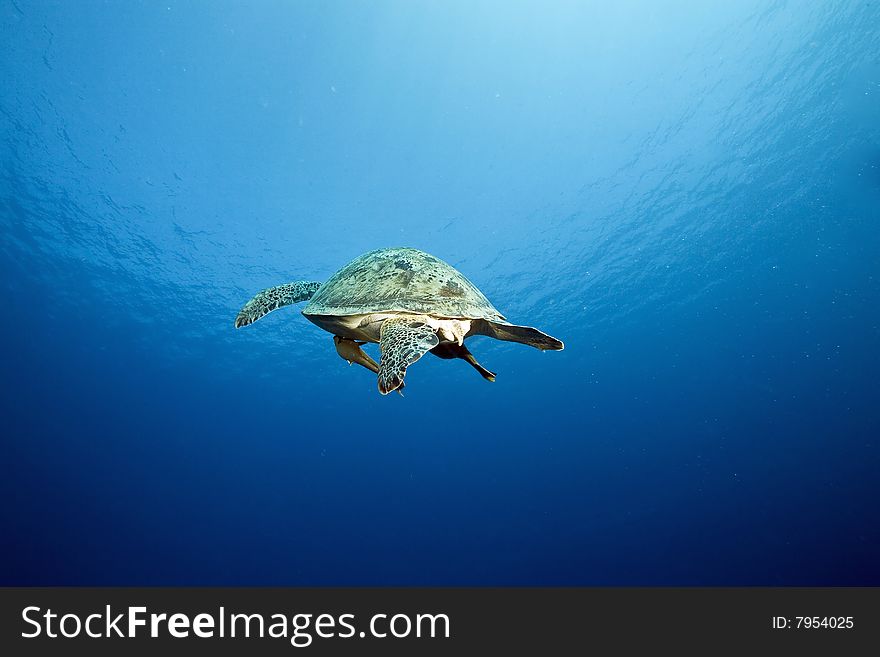 Female green turtle (chelonia mydas)taken in the red sea.
