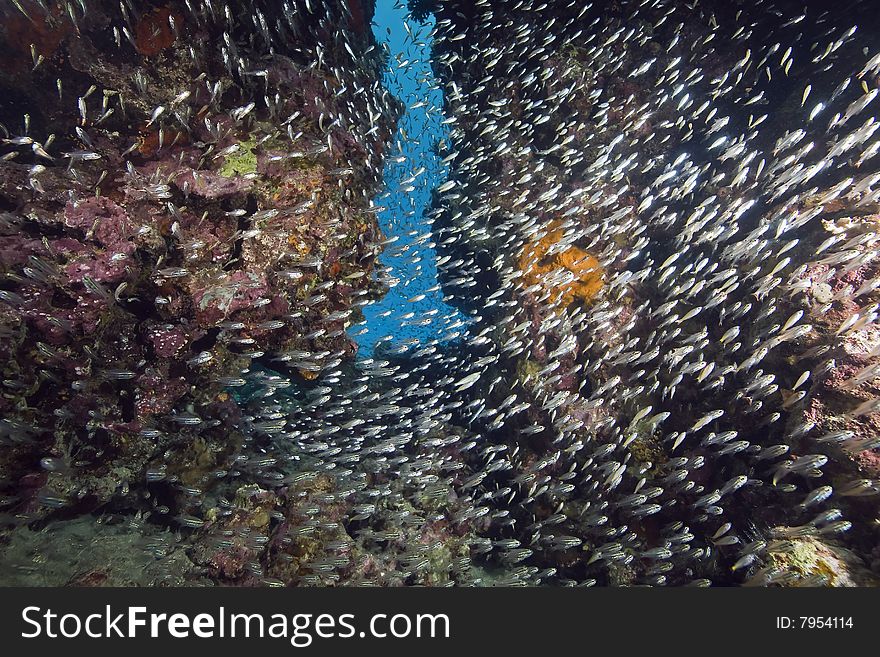 Coral and fish taken in the red sea.