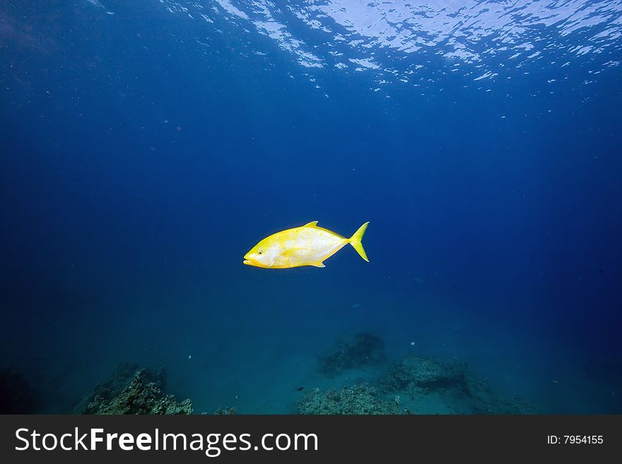 Orangespotted trevally (carangoides bajad)taken in the red sea.