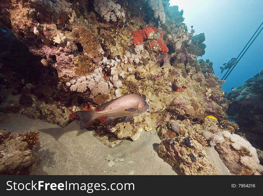 Painted sweetlips (diagramma pictum)taken in the red sea.