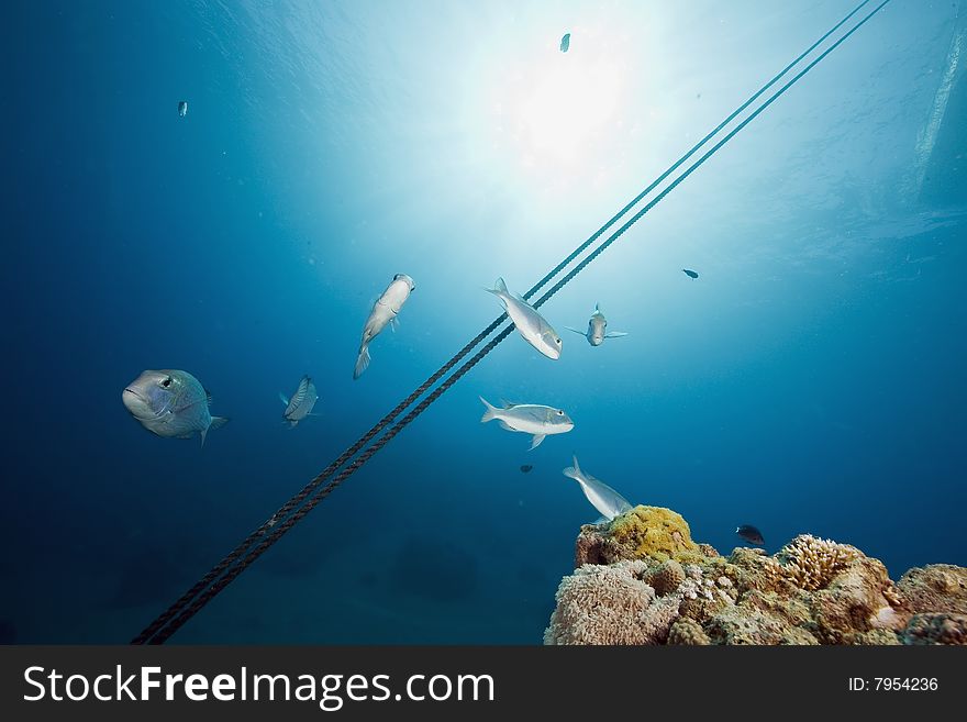 Ocean and fish taken in the red sea.