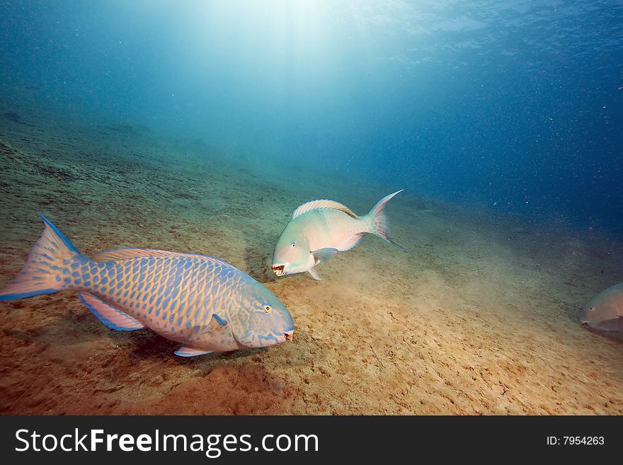 Parrotfish taken in the red sea.