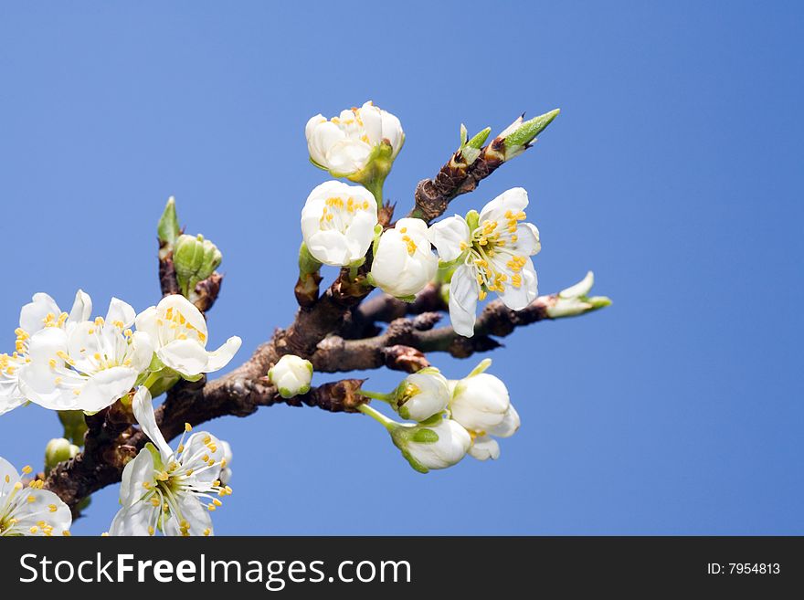 Blooming tree branch against clear blue sky. Blooming tree branch against clear blue sky.