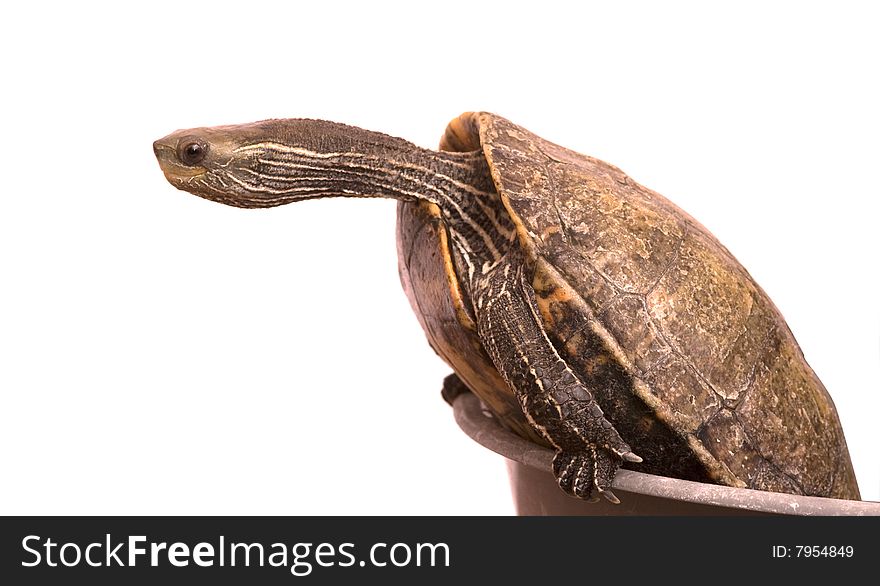 Caspian  Turtle