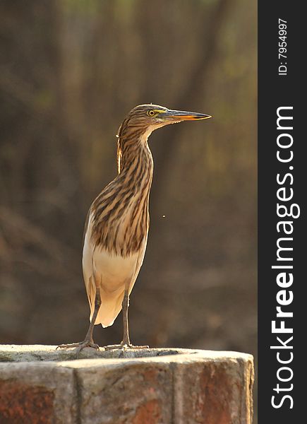 Black crowned heron on wall.