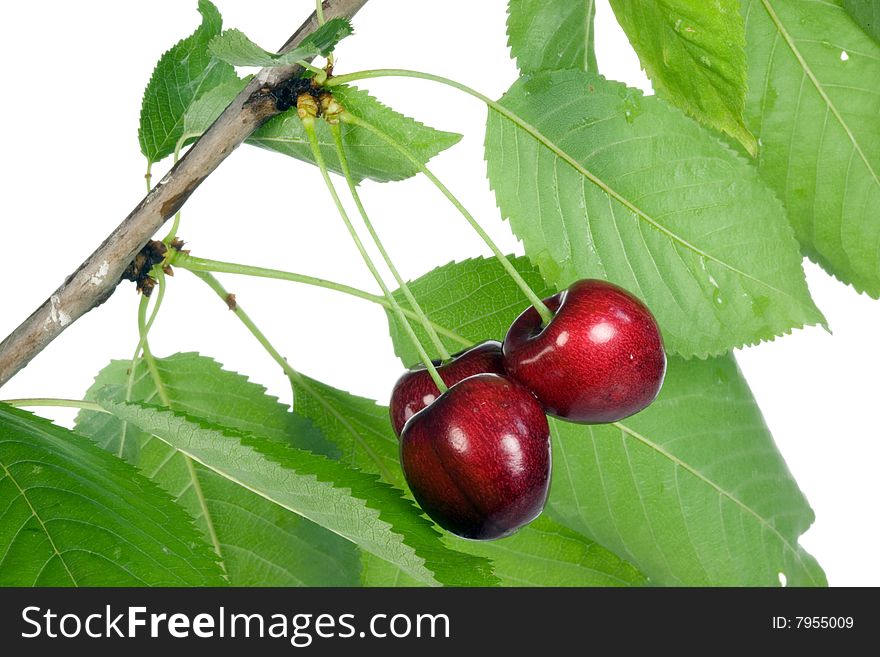 Three cherries with leaves on a white background. Three cherries with leaves on a white background.