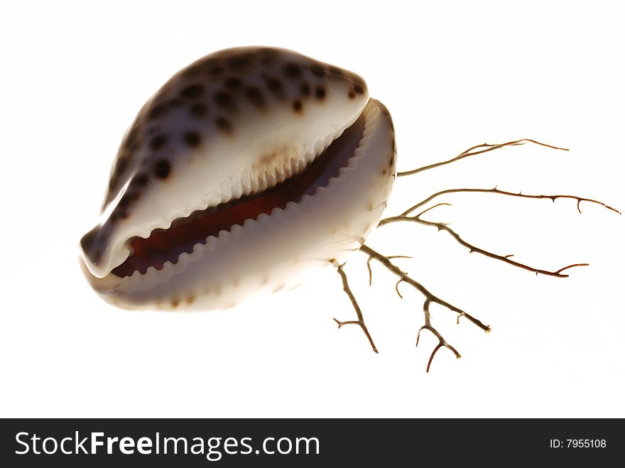 Marine cockleshell and branch of corals on a white background. Marine cockleshell and branch of corals on a white background