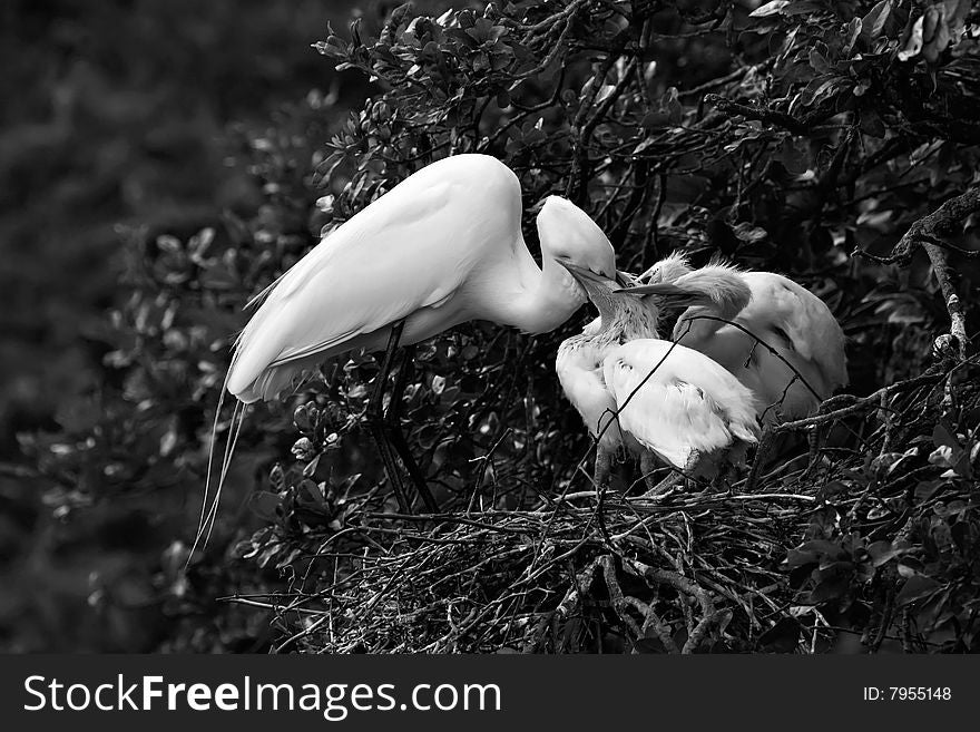 Black and white image of egret feeding chicks. Black and white image of egret feeding chicks