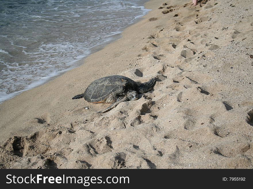 Sleeping Green Sea Turtle on a beach