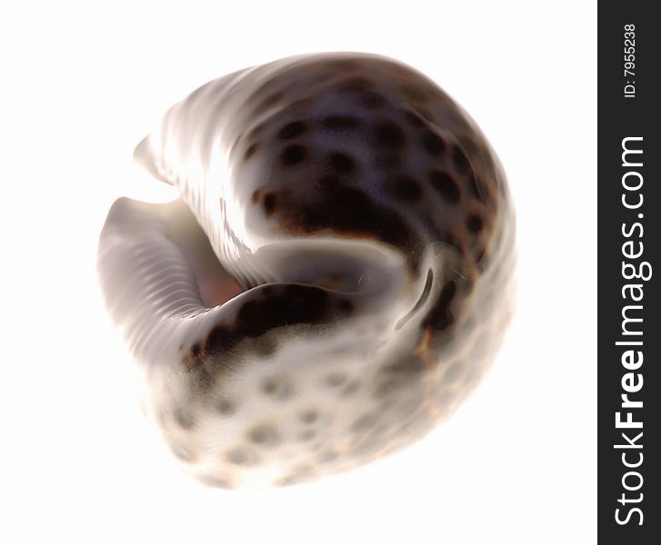 Marine cockleshell  on a white background