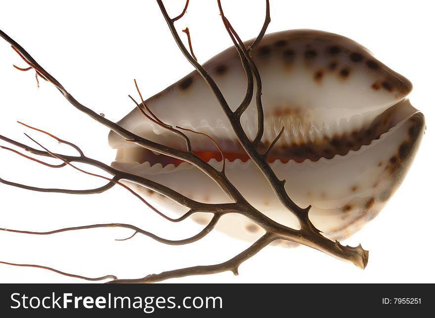 Marine cockleshell and branch of corals on a white background. Marine cockleshell and branch of corals on a white background