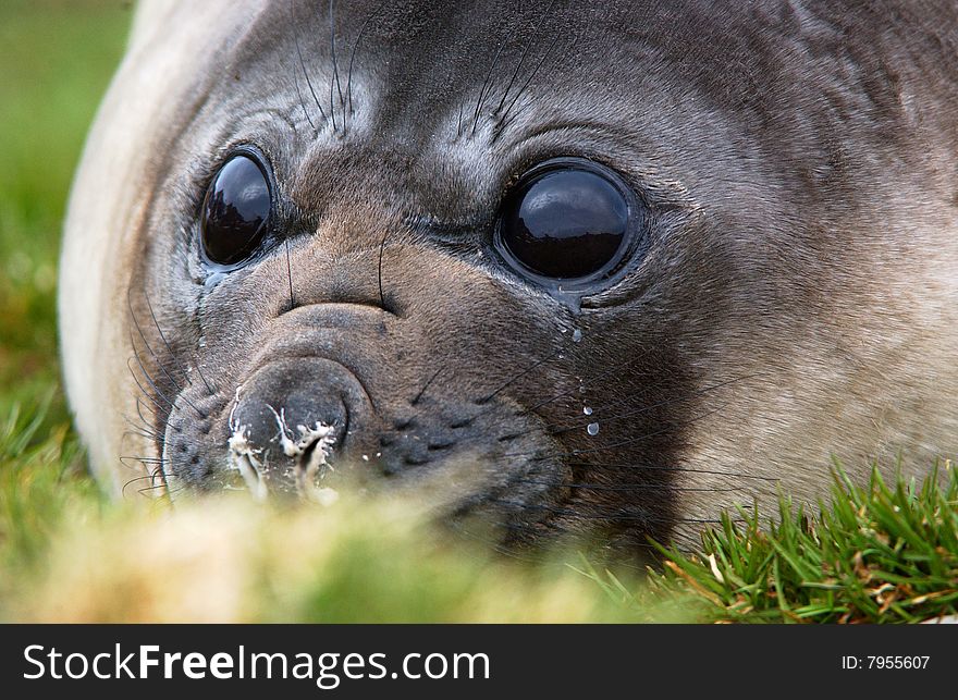 Elephant Seal Lying in south georgia