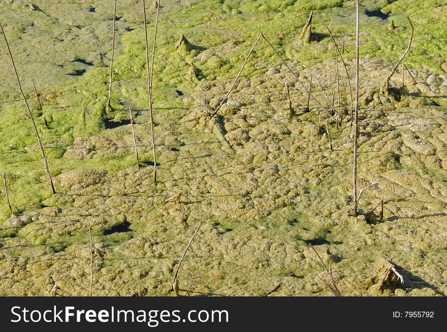 water surface with some weeds and reeds