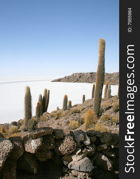 Cactuses in salt desert in bolivia. Cactuses in salt desert in bolivia
